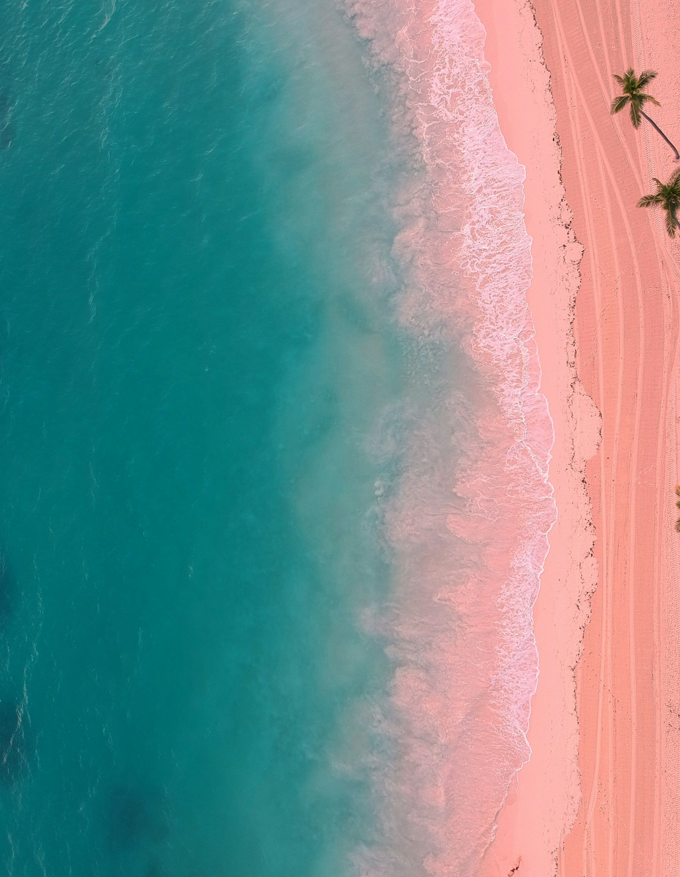 Aerial shoreline and palm trees in Punta Cana, Dominican Republic.